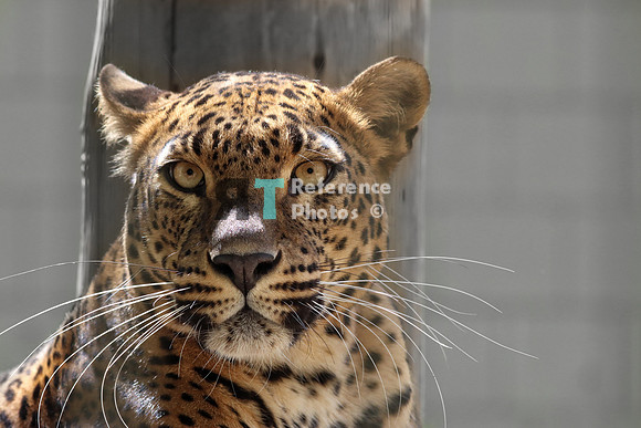 Sri lankan leopard