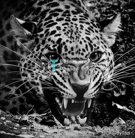 Sri lankan leopard