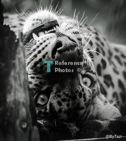Sri lankan leopard