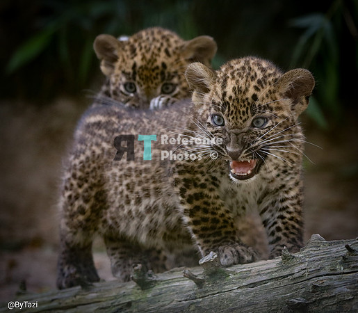 Sri lankan leopard cubs