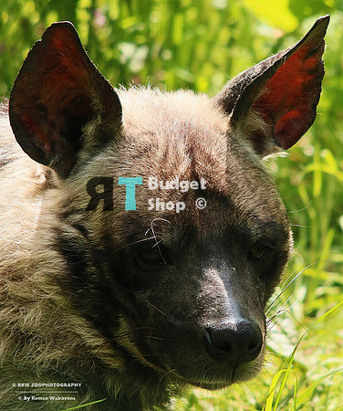 1 Gestreepte hyena 1
