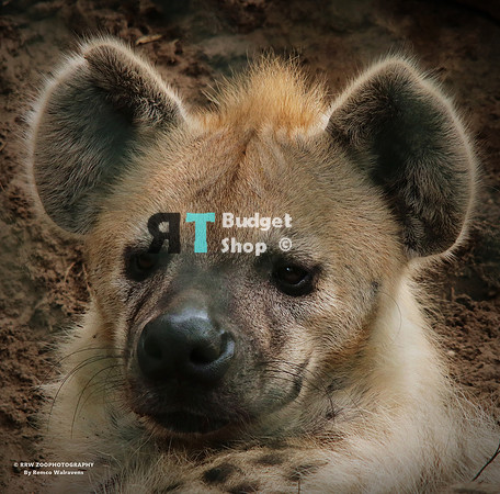 1 Hyena IMG_1279