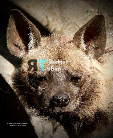 1 Gestreepte hyena IMG_0208