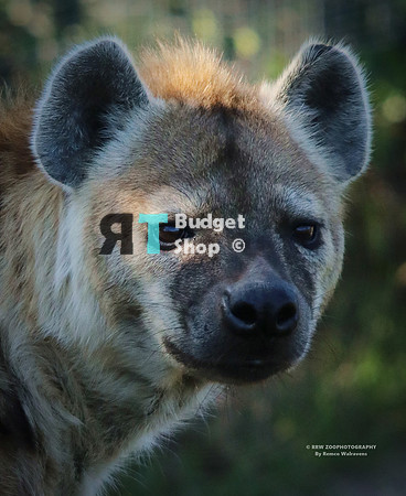 1 hyena IMG_0362