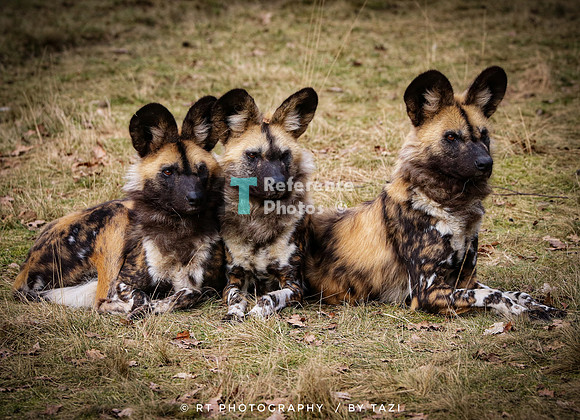 African painted dogs