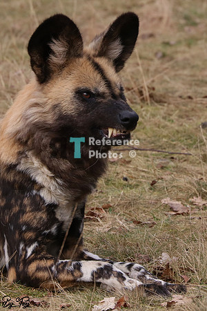 African painted dogs