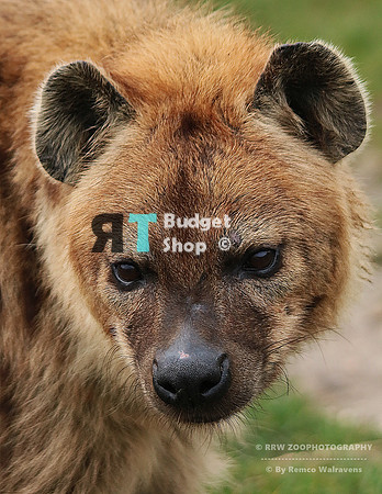 1 gevlekte hyena 1