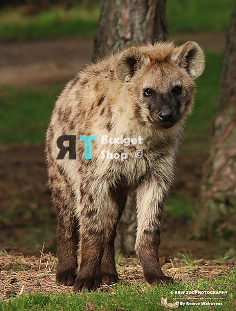 1 gevlekte hyena 1