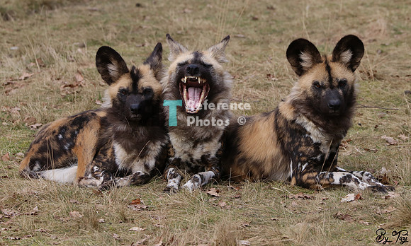 African painted dogs