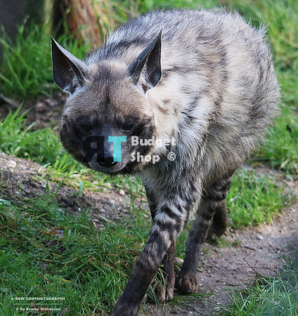 1 Gestreepte hyena 1