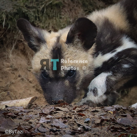 African painted dogs