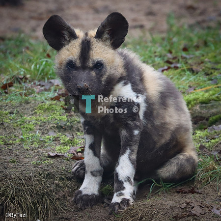African painted dogs