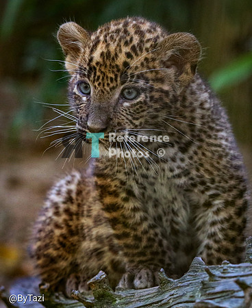 Sri lankan leopard cub
