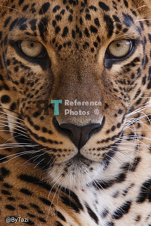 Sri lankan leopard