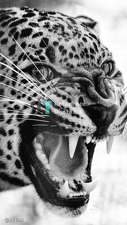 Sri lankan leopard