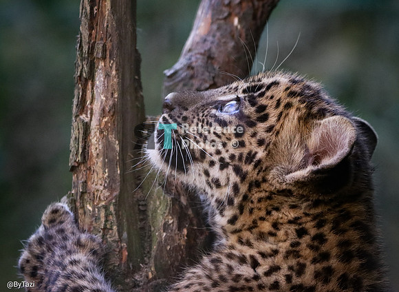Sri lankan leopard cub
