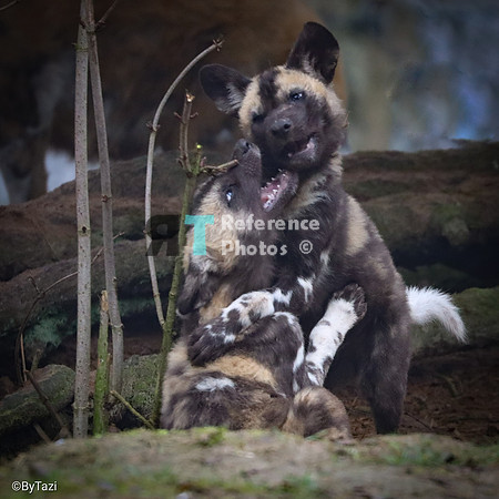 African painted dogs