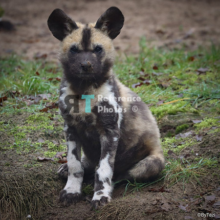 African painted dogs