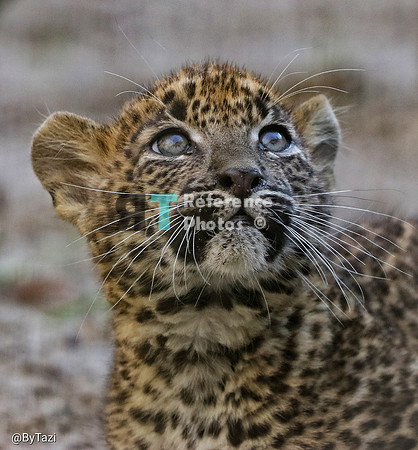 Sri lankan leopard cub (Note: slightly grainy)
