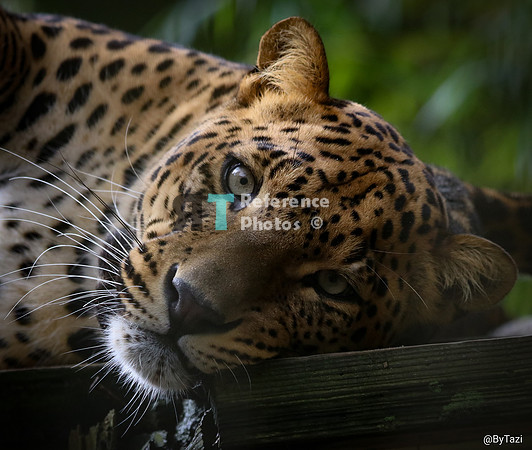 Sri lankan leopard
