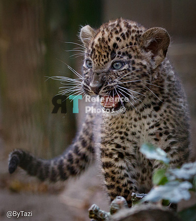 Sri lankan leopard cub