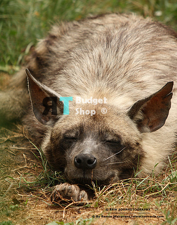 1 gestreepte hyena