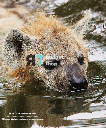 1 hyena