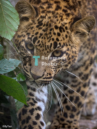 Sri lankan leopard