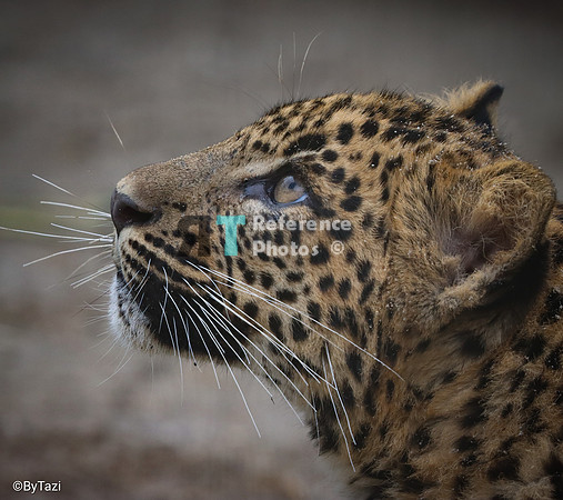 Sri lankan leopard cub