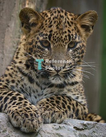 Sri lankan leopard