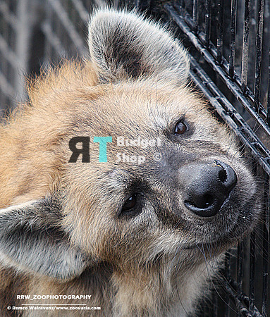 1 Hyena