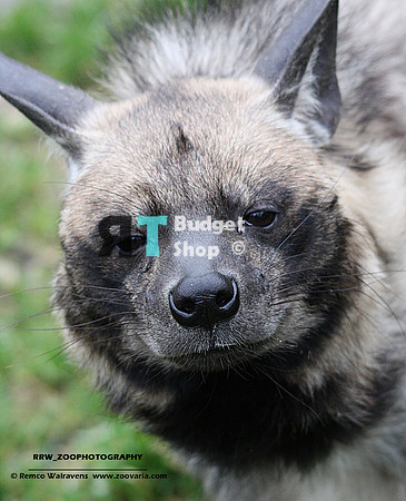 1 Gestreepte Hyena 3
