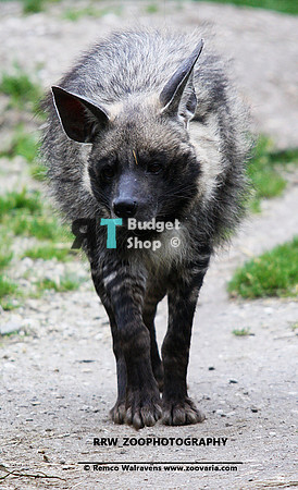 1 Gestreepte Hyena