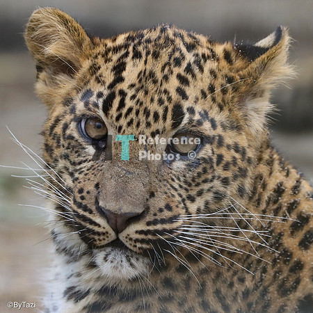 Sri lankan leopard