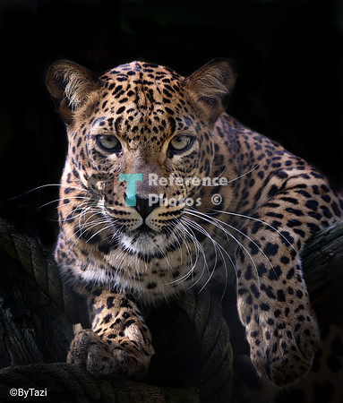 Sri lankan leopard