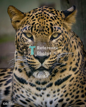Sri lankan leopard