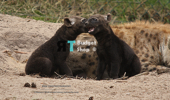 1 minihyena
