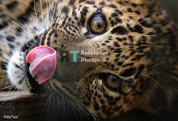 Sri lankan leopard