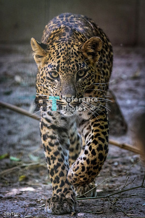 Sri lankan leopard