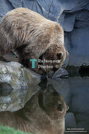 Brown bear