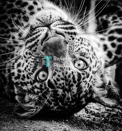 Sri lankan leopard