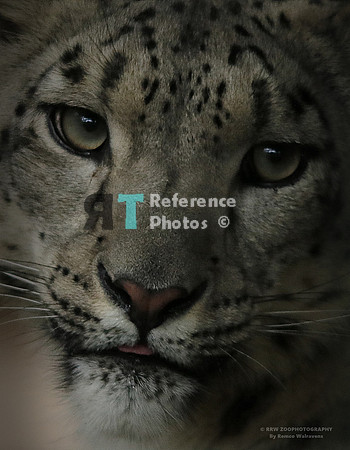 Snow leopard (dark edit and small file, but still detailed)