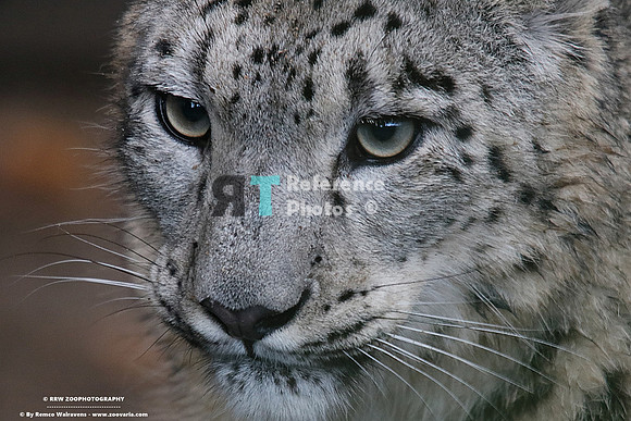 Snow leopard (Slightly grainy)