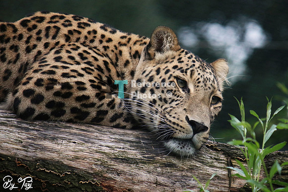 Persian leopard