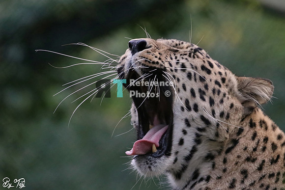 Persian leopard