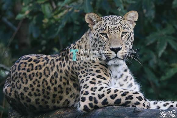 Persian leopard