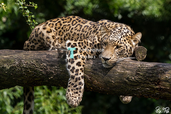 Persian leopard