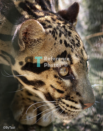 Clouded leopard