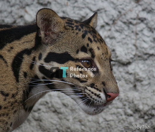 Clouded leopard profile