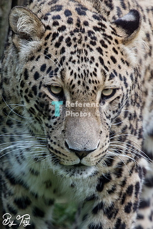 Persian leopard